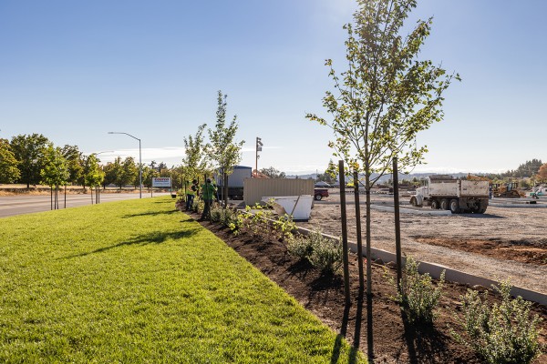 Planting - All Hands on Deck Planting trees and plants